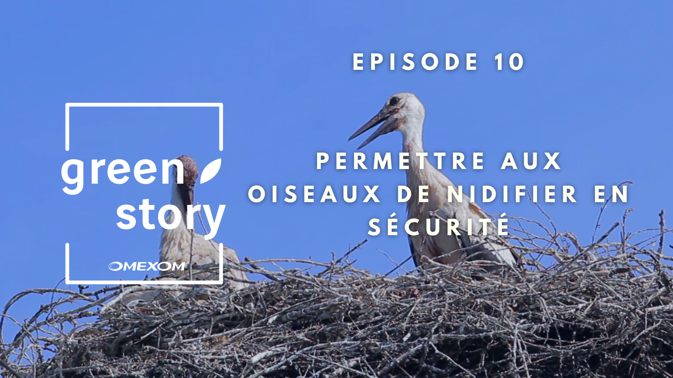 Episode 10 Omexom Green Story Permettre Aux Oiseaux De Nidifier En episode-10-omexom-green-story-permettre-aux-oiseaux-de-nidifier-en
